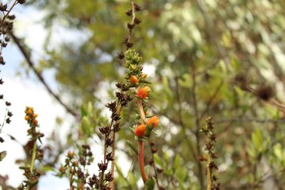 Echeveria bicolor, photographed by Andrés Ramírez-Barrera