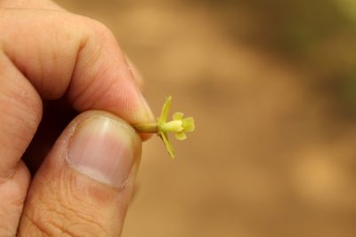 Epidendrum zipaquiranum, photographed by Andrés Ramírez-Barrera
