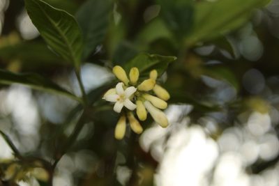 Palicourea gonzaleziana, photographed by Andrés Ramírez-Barrera
