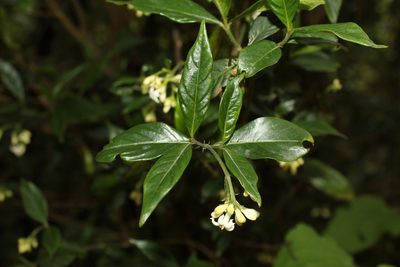 Palicourea gonzaleziana, photographed by Andrés Ramírez-Barrera
