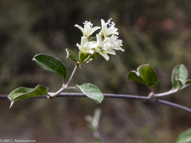 Hildebrandtia valo, photographed by Solofo Eric Rakotoarisoa