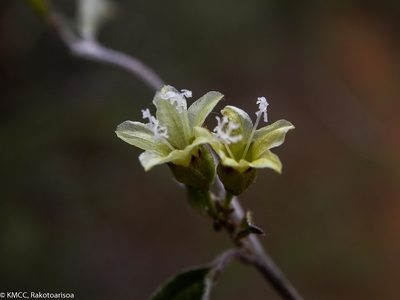 Hildebrandtia valo, photographed by Solofo Eric Rakotoarisoa
