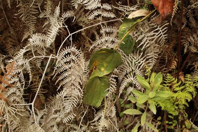 Smilax tomentosa, photographed by Andrés Ramírez-Barrera