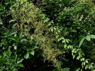 Neoalsomitra clavigera, photographed by Jacy Chen