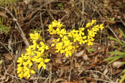 Cyrtochilum revolutum, photographed by Andrés Ramírez-Barrera
