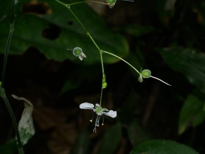 Aneilema scaberrimum, photographed by Jacy Chen