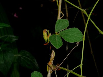 Rhynchosia volubilis, photographed by Jacy Chen