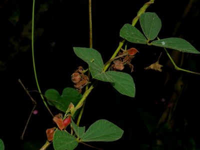 Rhynchosia volubilis, photographed by Jacy Chen