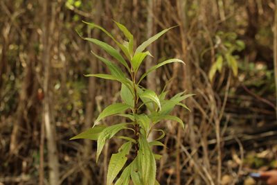 Chromolaena perglabra, photographed by Andrés Ramírez-Barrera