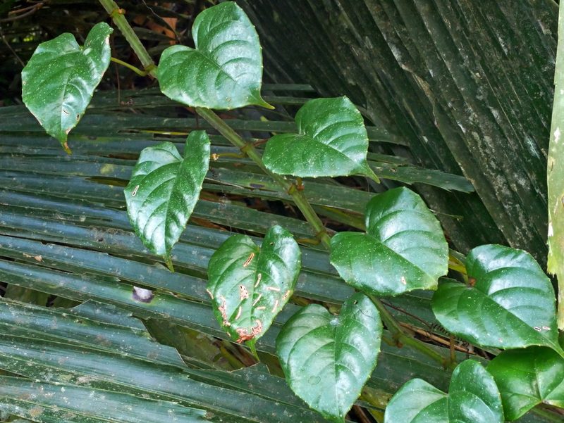Cissus pteroclada, photographed by Jacy Chen