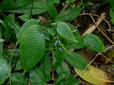 Rhynchoglossum obliquum, photographed by Jacy Chen