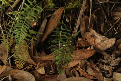Pleopeltis murorum, photographed by Andrés Ramírez-Barrera