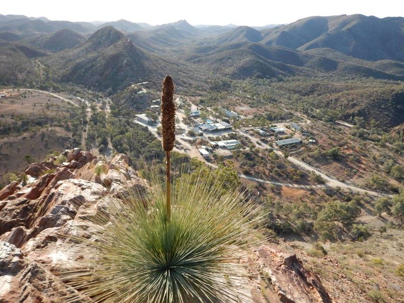 Xanthorrhoea quadrangulata, photographed by Steve Doyle
