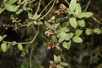 Lepidaploa karstenii, photographed by Andrés Ramírez-Barrera