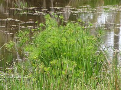 Cyperus prolifer, photographed by Shaun Swanepoel
