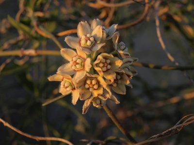 Funastrum arenarium, photographed by Jim Morefield