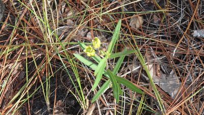 Asclepias pedicellata, photographed by Valerie Anderson