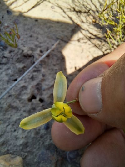 Albuca viscosa, photographed by kevin koen