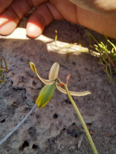 Albuca viscosa, photographed by kevin koen