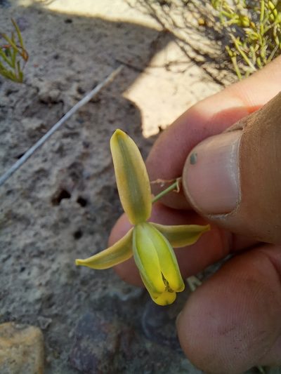 Albuca viscosa, photographed by kevin koen