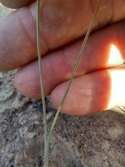 Albuca viscosa, photographed by kevin koen