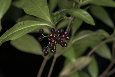 Viburnum integrifolium, photographed by Licheng Shih