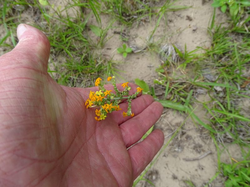 Manulea parviflora, photographed by Shaun Swanepoel