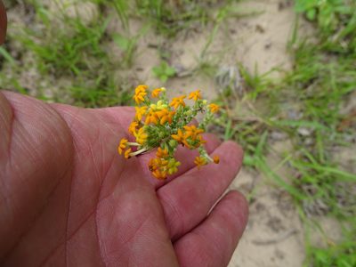 Manulea parviflora, photographed by Shaun Swanepoel