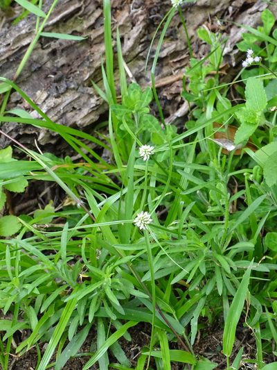 Cyperus dubius, photographed by Shaun Swanepoel