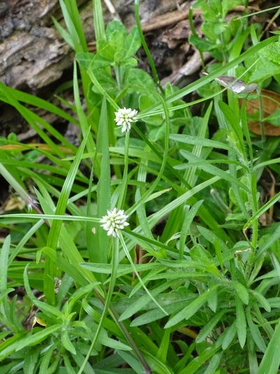 Cyperus dubius, photographed by Shaun Swanepoel
