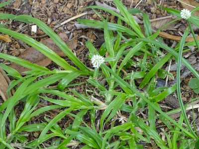 Cyperus dubius, photographed by Shaun Swanepoel