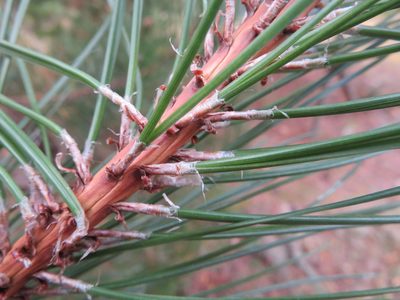 Pinus densiflora, photographed by Marco Mussita