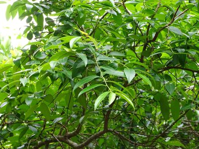Sclerocroton integerrimus, photographed by Shaun Swanepoel