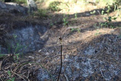 Gastrodia lacista, photographed by Em Lamond