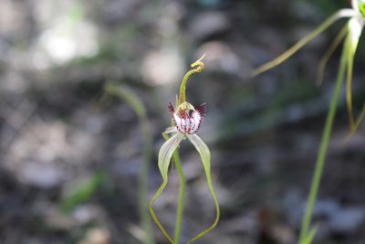 Caladenia serotina, photographed by Em Lamond