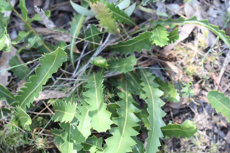 Banksia gardneri, photographed by Em Lamond