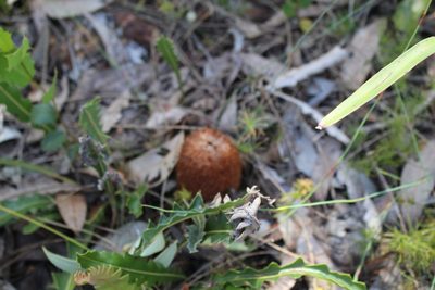 Banksia gardneri, photographed by Em Lamond
