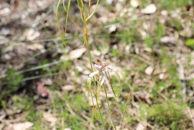 Caladenia serotina, photographed by Em Lamond