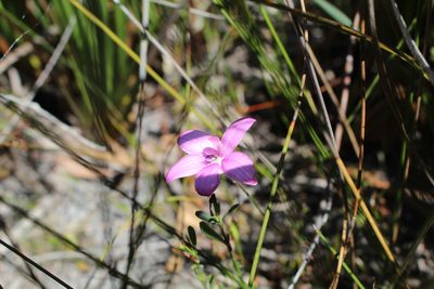 Caladenia emarginata, photographed by Em Lamond