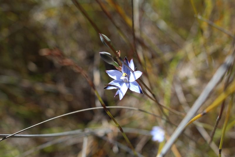 Thelymitra canaliculata, photographed by Em Lamond
