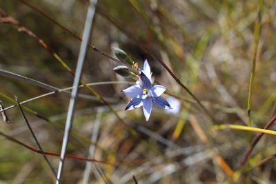 Thelymitra canaliculata, photographed by Em Lamond