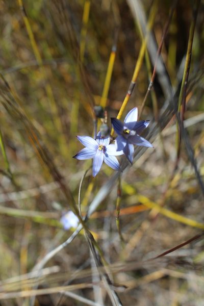 Thelymitra canaliculata, photographed by Em Lamond