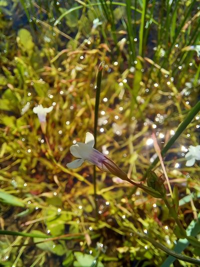 Lindernia parviflora, photographed by kevin koen