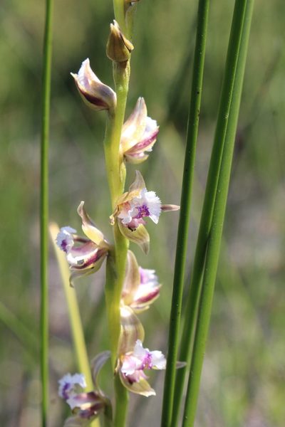 Prasophyllum fimbria, photographed by Em Lamond