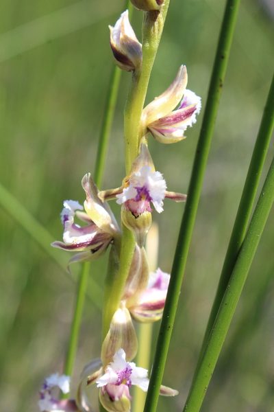 Prasophyllum fimbria, photographed by Em Lamond
