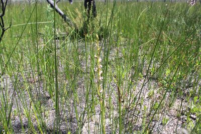 Prasophyllum fimbria, photographed by Em Lamond