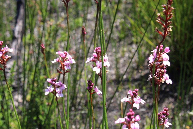 Stylidium squamosotuberosum, photographed by Em Lamond