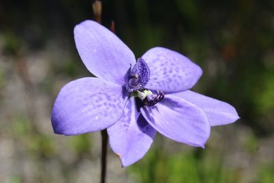 Epiblema grandiflorum, photographed by Em Lamond