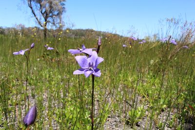 Epiblema grandiflorum, photographed by Em Lamond