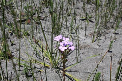 Isotoma hypocrateriformis, photographed by Em Lamond